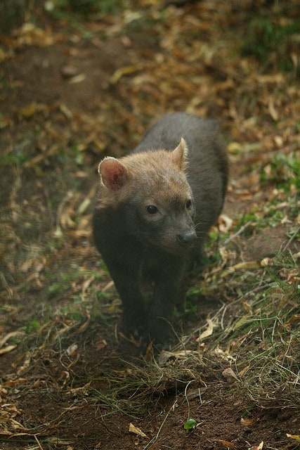 Bush Dog pup