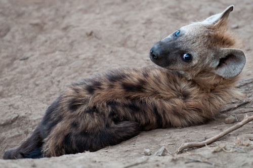 Baby Spotted Hyena