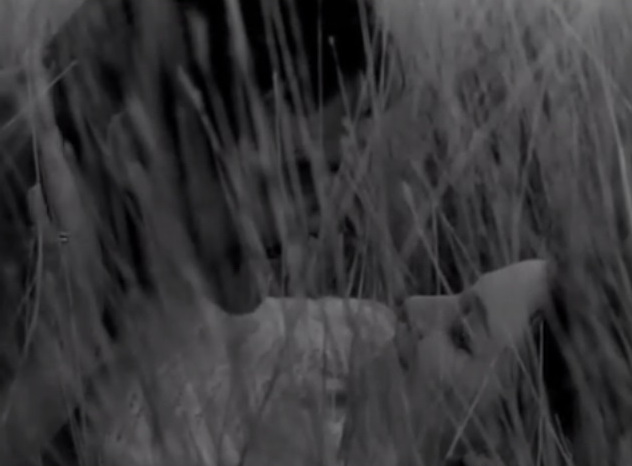 The Peach Thief                                  (1964)