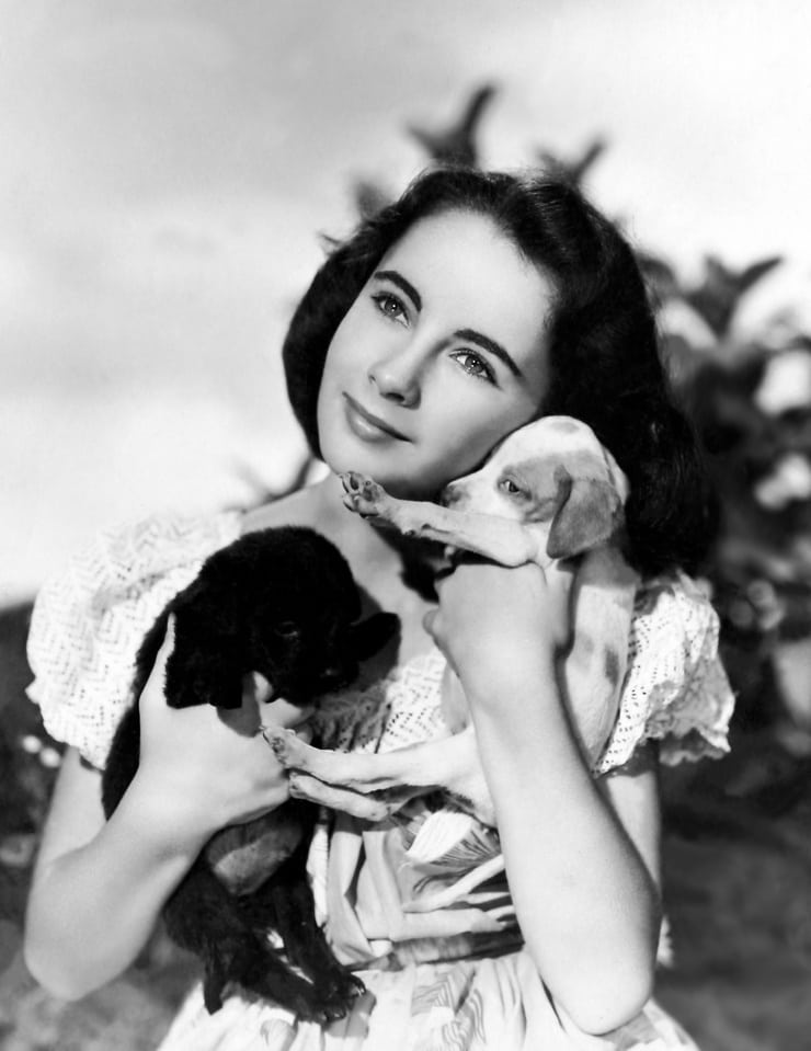 National Velvet National Velvet