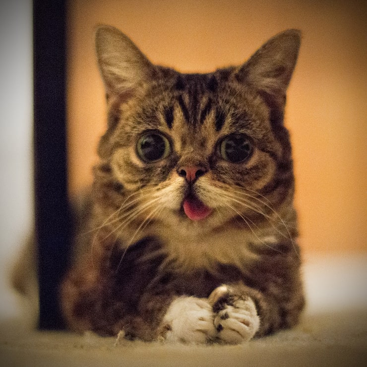 Lil Bub