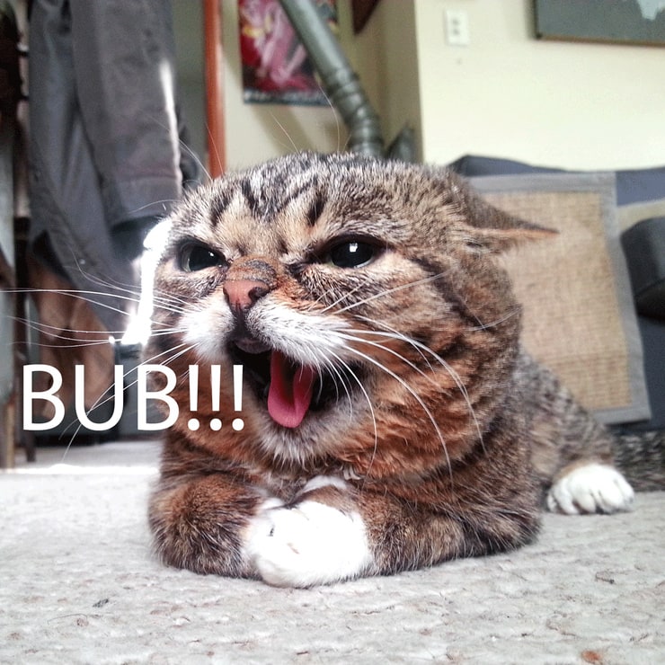 Lil Bub
