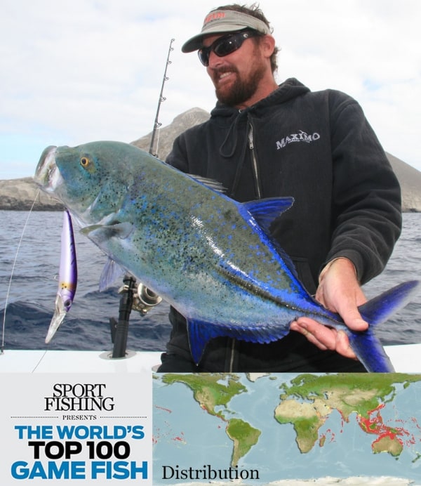 Bluefin Trevally,