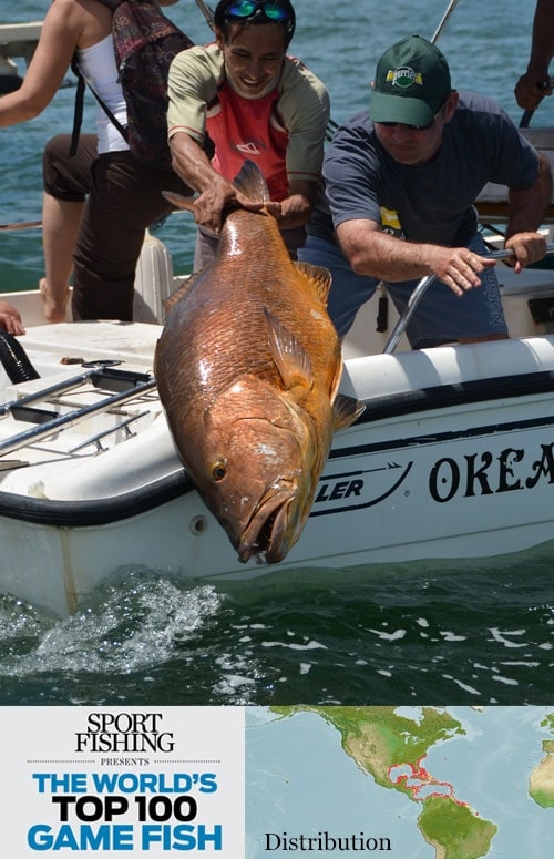 Cubera Snapper