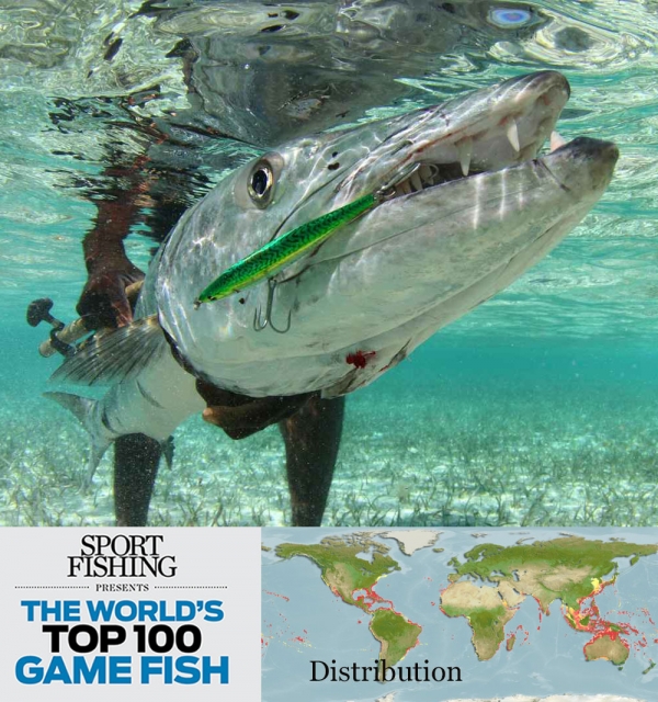 Great Barracuda