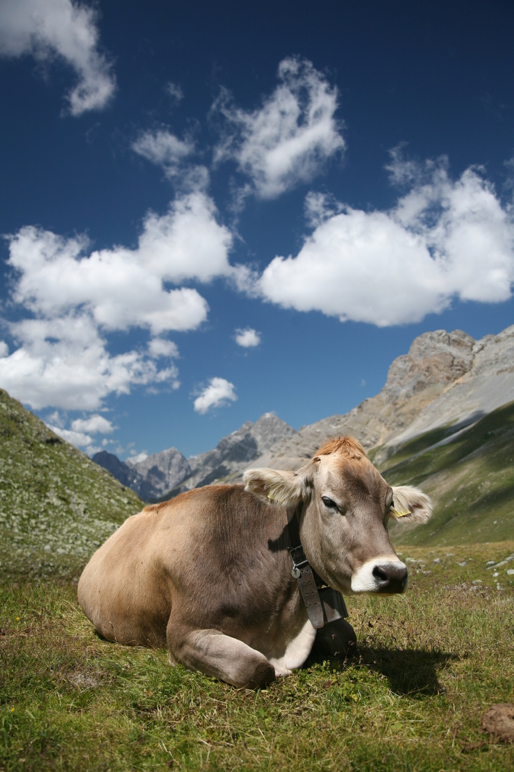 Engadin(e) Engadin(e)