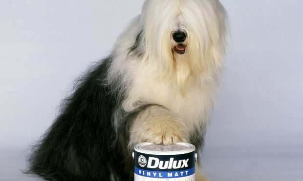 Dulux Dog