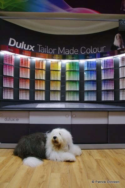 dulux dog teddy