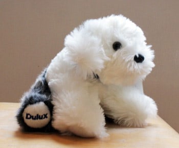 dulux dog teddy
