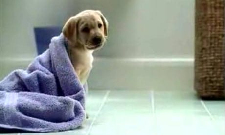 Andrex Puppy Andrex Puppy