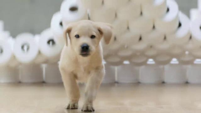 Andrex Puppy