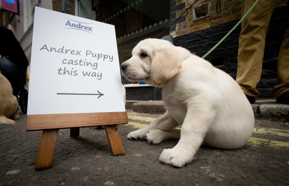 Andrex Puppy