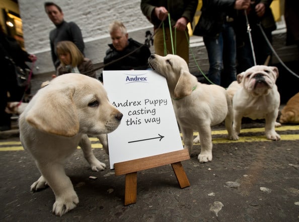 Andrex Puppy