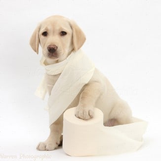 Andrex Puppy