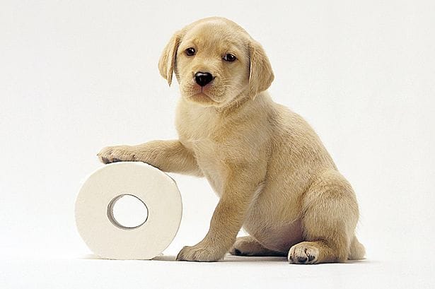 Andrex Puppy