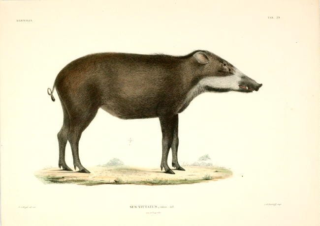Heinrich Boie :  Banded pig illustration (1828)