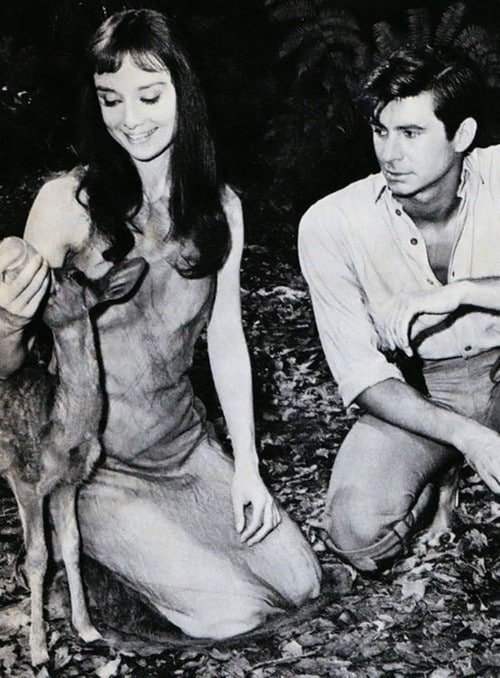 Audrey Hepburn Anthony Perkins Fawn Pippin