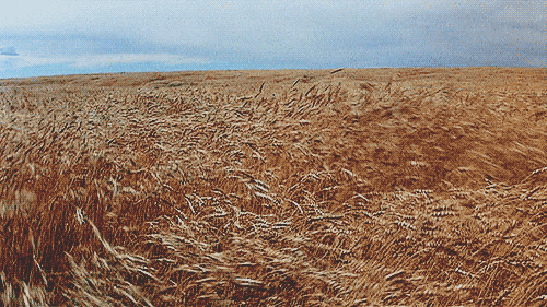 Days of Heaven
