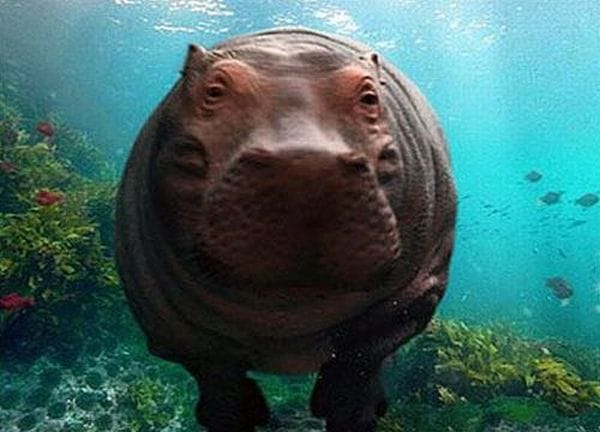 Hippo swimming underwater