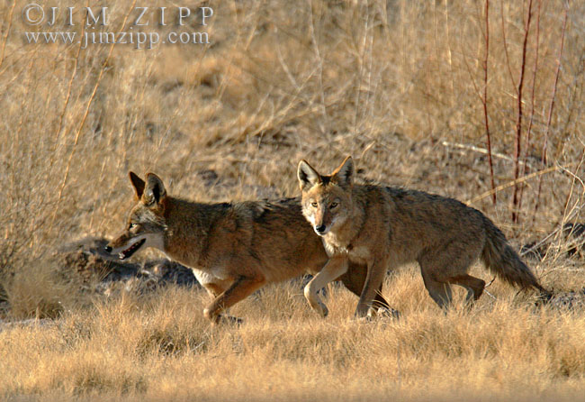 coyotes western store