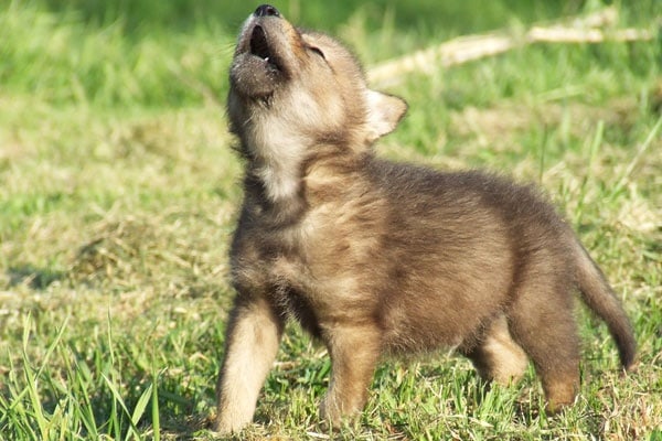 baby coyotes howling