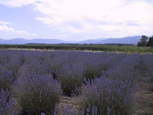 Sequim, Washington