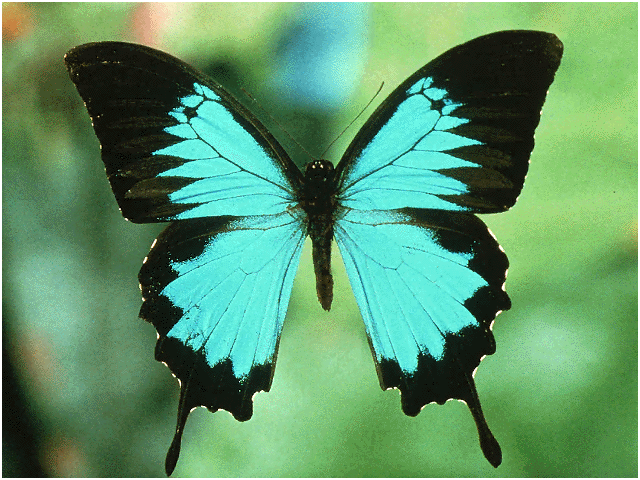 Butterfly Butterfly
