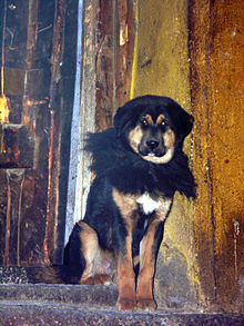Tibetan Mastiff