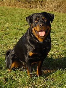 Rottweiler Rottweiler