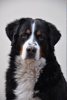 Bernese Mountain Dog