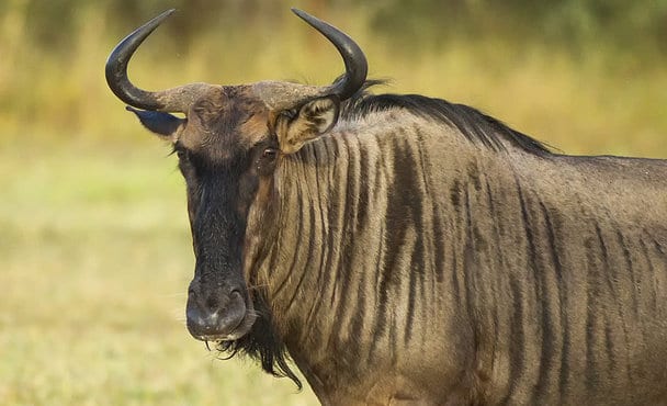 Brindled Gnu