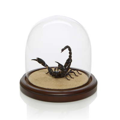 Taxidermy Taxidermy