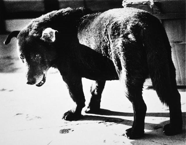 Daido Moriyama