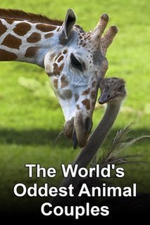 The World's Oddest Animal Couples The World's Oddest Animal Couples