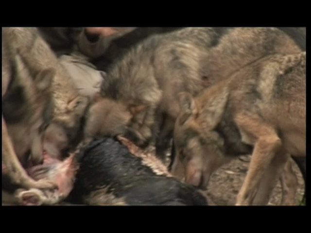 The Pack (1977)