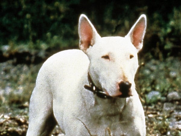 Bodger