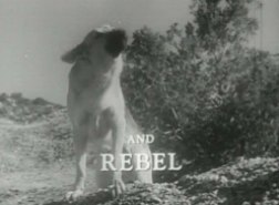 Rebel Rebel