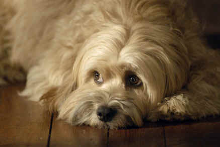 Benji