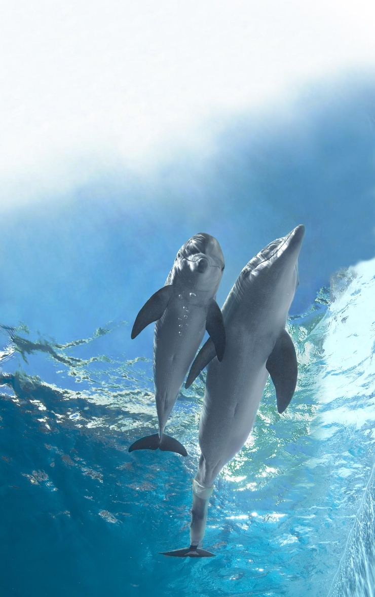 Dolphin Tale 2 Dolphin Tale 2