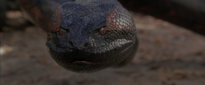 Anaconda Anaconda