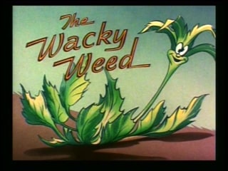 The Wacky Weed