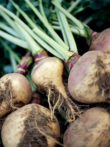 Rutabaga Rutabaga