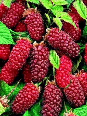 Loganberry