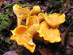 Golden Chanterelles (Cantharellus Cibarius, Girolles, Pfifferling)
