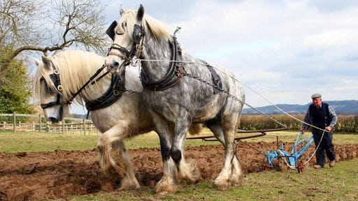 Victorian Farm                                  (2009- )