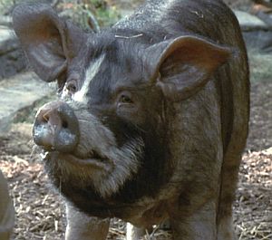 Napoleon (Animal Farm)