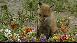 Helen the Baby Fox