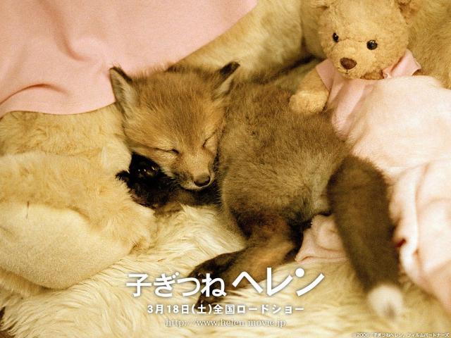 Helen the Baby Fox Helen the Baby Fox