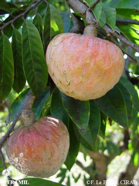 Annona Reticulata