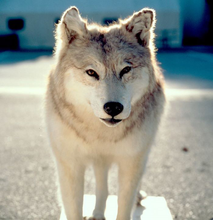 Wolf Lake                                  (2001-2002)
